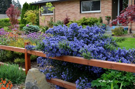 Drought Tolerant Landscape Front Yard, Xeriscape Front Yard, Clematis Jackmanii, Lilac Plant, California Lilac, Front Yard Plants, Drought Tolerant Landscape, Front Yard Design, Dry Garden