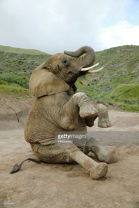 Stock Photo : Elephant sitting down with feet up African Elephant Photography, Asiatic Elephant, Elephant Sitting, African Forest Elephant, Lion Lioness, Elephant Photography, Elephant Images, Bear Panda, Animal Action