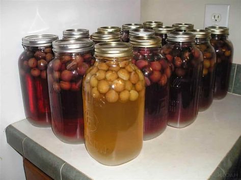 Canning Grape Juice- The Easy Way! Easy Muscadine Jelly Recipe, Muscadine Jelly Recipe, Muscadine Recipes, Canning Grape Juice, Muscadine Recipe, Homemade Grape Juice, Muscadine Jelly, Easy Jam Recipe, Jelly Recipe