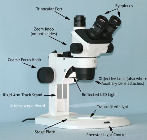 Parts of the stereo microscope: http://www.microscopeworld.com/t-stereo_zoom_microscopes.aspx Dissecting Microscope, Optical Microscope, Stereo Microscope, Under The Microscope, Microscopes, Science Activities For Kids, Innovation Strategy, Hard Surface, Light Control