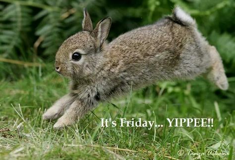 Yippee!! Bunny Jump, Wild Bunny, Rabbit Pictures, Woodland Wall Art, Animal Adaptations, Benjamin Bunny, Pet Blog, Bunny Pictures, Rabbit Art