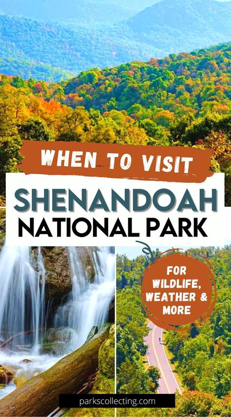 When to Visit Shenandoah National Park Wildlife and Weather | Unearth the beauty of Shenandoah National Park at its peak! This guide provides an insider's view on the best time to visit this natural wonder. From spring blooms to autumn leaves, and wildlife spotting, we'll help you plan your adventure perfectly, ensuring the most memorable experience amidst picturesque landscapes! Be prepared to be enchanted. Things To Do In Shenandoah National Park, Shannondoah National Park, Shenandoah National Park With Dogs, Shenandoah National Park Hikes, Best Hikes In Shenandoah National Park, American National Parks, National Parks Photography, Skyline Drive, Virginia Travel