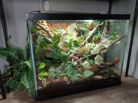 Frog Setup, Red Eyed Tree Frog Enclosure, Whites Tree Frog Terrarium, Gray Tree Frog Terrarium, Green Tree Frog Terrarium, Green Anole, African Clawed Frog Tank, Green Tree Frog, Tree Frog