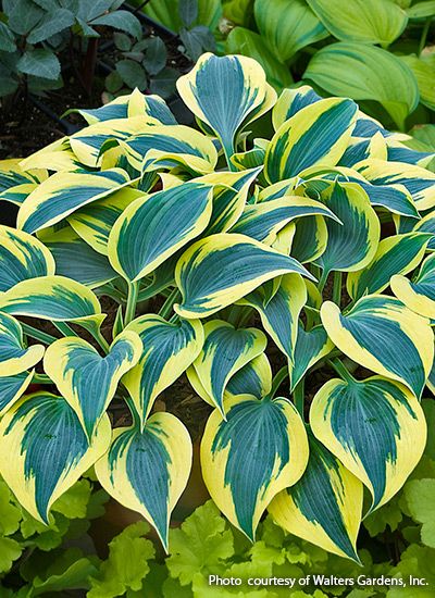 Garden Gate’s Best Hostas: Find the best hostas for your garden with Garden Gate’s 16 best hostas. Hostas For Shade, Variegated Hosta, Plantain Lily, Hosta Varieties, Shade Garden Plants, Hosta Gardens, Hosta Plants, Shade Perennials, Garden Shrubs