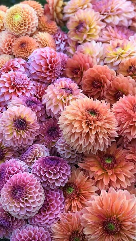 Virtual Flowers, Flower Iphone Wallpaper, Nothing But Flowers, Bouquet Arrangements, Flower Therapy, Beautiful Flowers Wallpapers, Dahlia Flower, Deco Floral, Flower Show