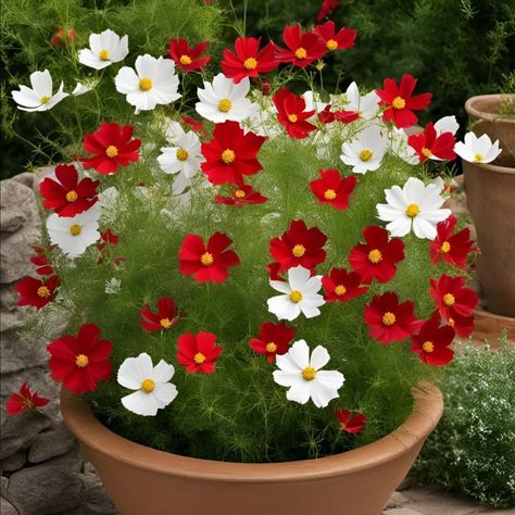 Cosmos Plant Green House Plants, Cosmos Plant, Pretty Plants, Green House, Cosmos, Planting, House Plants, Beautiful Flowers, Plants