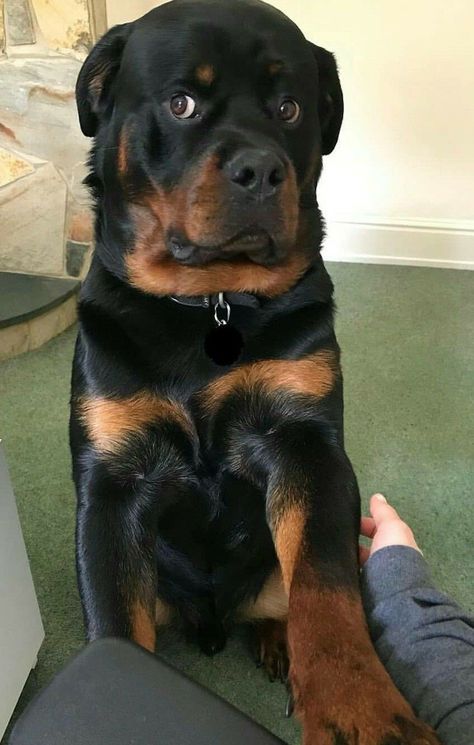 Cute Dogs Full Grown, Cute Rotweiller, Rotweiller Puppy Aesthetic, Rotwiller Dogs Aesthetic, Rotweiller Dog, Rottweiler Dog Puppy, Baby Rottweiler, Rottweiler Pictures, Rottweiler Love