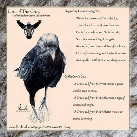 Visit the post for more. Visiting Scotland, Quoth The Raven, Animal Spirit Guides, Animal Guides, A Crow, Crows Ravens, Diana Gabaldon, Witchy Woman, Animal Totems