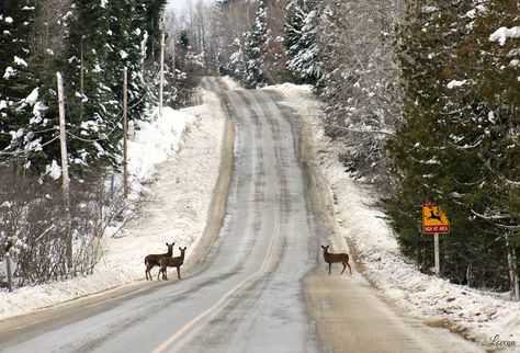 Lorena West‎ // State of Maine Photographers  // "Yup ... here's your sign ;) Northern Maine  12-24-16" East Coast Winter Aesthetic, Northern Aesthetic, North Maine Woods, Snowy Small Town Aesthetic, Maine Aesthetic, Jackson Overland, Snowy Farm Aesthetic, Maine Winter, Northern Maine