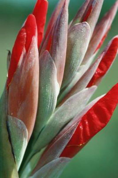 Lily Garden Ideas, Canna Lily Landscaping, Canna Lily Garden, Canna Lillies, Pinterest Plant, Canna Bulbs, Canna Flower, Birds Of Paradise Plant, Lily Care