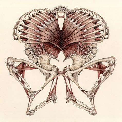 Darwin Tree Of Life, Illustration Techniques, Juxtapoz Magazine, Scientific Illustration, Medical Illustration, Ap Art, Iron Wall Art, Anatomy Art, Butterfly Wings