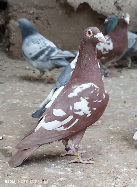 Bird Photos Photography, Racing Pigeon Lofts, Pigeon Pictures, Homing Pigeons, Pigeon Loft, Pigeon Breeds, Racing Pigeons, Pigeon Bird, Bird Photos