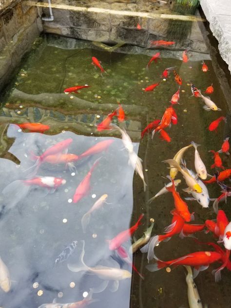 Visiting them koi fish Coy Fish, Pond Fish, Koi Pond, Koi Fish, Koi, Fish Pet, Wedding Decorations, Gift Wrapping, Fish