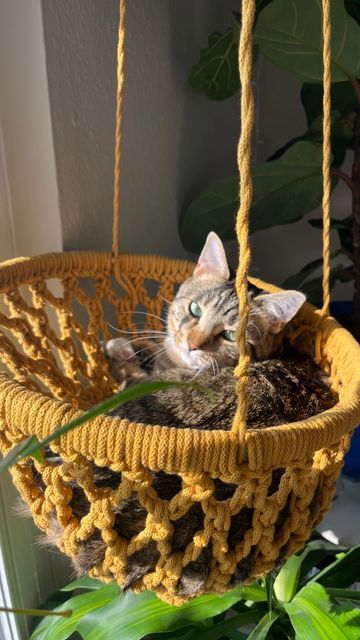 Crochet Cat Cave Pattern Free Pet Beds, Crochet Cat Bed Hanging, Crochet Hanging Cat Bed Free Pattern, Crochet Magazine Holder, Crochet Stuff For Cats, Crochet Cat Basket, Crochet Cat Pod, Crochet Things For Cats, Crochet Cat Hammock