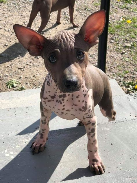 Bampy Bebopp 3 months old. AMERICAN HAIRLESS TERRIER From #Sweden Kennel Bampiece AHT Dogs Hypoallergenic, Hairless Dogs, Hairless Terrier, American Hairless Terrier, Mexican Hairless Dog, Hairless Dog, Good Dogs, Ancient Animals, Rat Terriers