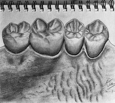 Teeth Anatomy Drawing, Dental Anatomy Drawing, Dentist Student, Smile Tips, Tooth Anatomy, Teeth Anatomy, Teeth Drawing, Teeth Art, Dental Anatomy