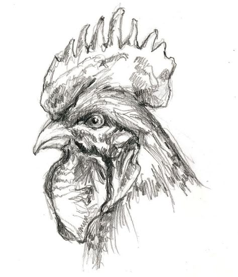 Rooster Sketch, Rooster Drawing, Rooster Cogburn, Rooster Head, Earth Day Drawing, Chicken Drawing, Cats Art Drawing, Pencil Drawings Of Animals, Rooster Art