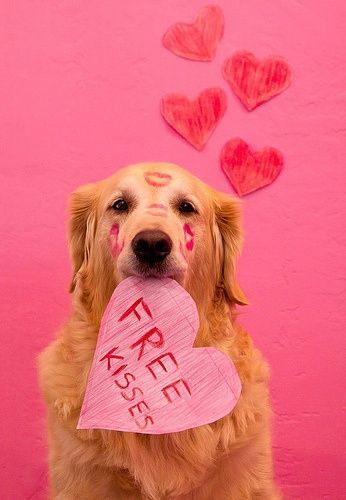 ♡♥EVERY DAY'S A HOLIDAY♥♡ ♥HAPPY VALENTINE'S DAY!♥ Dog Calendar, Valentines Day Dog, Dog Photoshoot, A Golden Retriever, My Funny Valentine, Dog Valentines, Retriever Dog, Golden Retrievers, Dog Photography