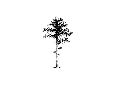 Long Leaf Pine Long Leaf Pine, Long Leaf Pine Tattoo, Nc Tattoo, Pine Tattoo, Pine Tree Tattoo, Harry Potter Tattoos, Diy Tattoo, Wolf Tattoos, Pine Design