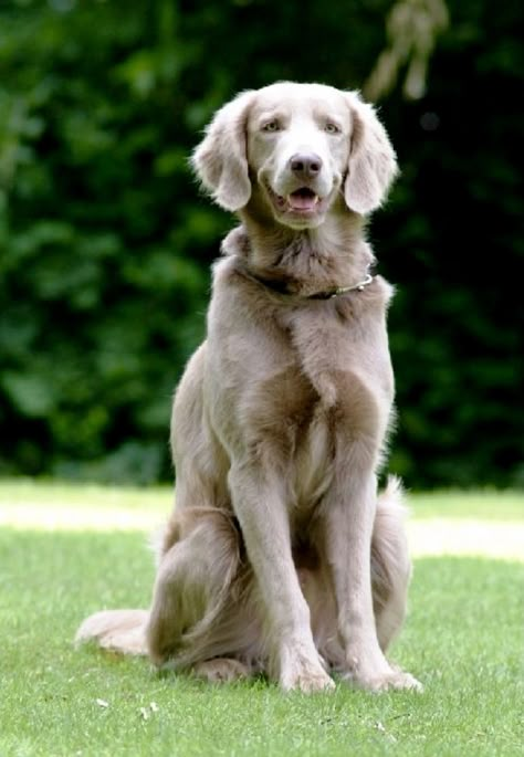 Long Haired Weimaraner, Weimaraner Dogs, Wild Dogs, Weiner Dog, Weimaraner, Cute Dogs And Puppies, Beautiful Dogs, Mans Best Friend, I Love Dogs