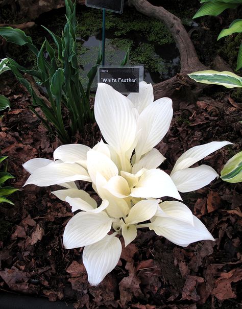 White Feather Hosta photographed in the floral marquee at Malvern Spring wearecultivate.wordpress.com White Hosta Plants, White Hostas, White Hosta, White Feather Hosta, Hosta Leaves, Hosta Gardens, Hosta Plants, Gothic Garden, Flowers Gardening