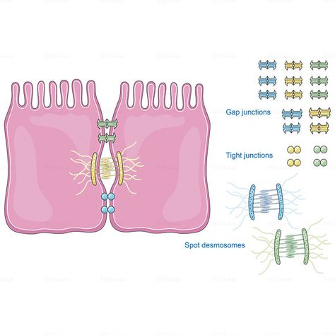 Cell Junctions, Cell Junction, Gap Junction, Anaerobic Respiration, Biology Lessons, Medical Anatomy, Cell Membrane, Scientific Illustration, Biochemistry