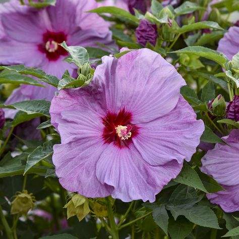 Proven Winners Perennials, Rose Mallow, Hardy Hibiscus, Landscape Gardening, Hibiscus Plant, Blue Plants, Proven Winners, Attract Pollinators, How To Attract Hummingbirds