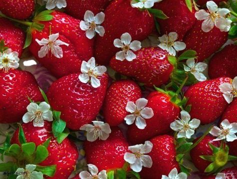 Strawberry Pictures, Strawberry Hearts, Strawberry Baby, Ipad Background, Honey Bunny, Header Banner, Red Strawberry, Sweetie Pie, Imaginary Friend