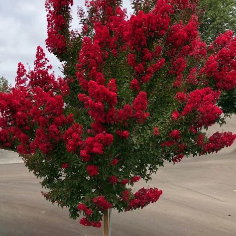 RED Crape Myrtles Available as Miniatures, Dwarves, Medium Height or Standard Trees. Red Crepe Myrtle, Insect Species, Crepe Myrtle, Flowering Tree, Plant Box, Crape Myrtle, Red Rooster, Fern Plant, Shade Trees