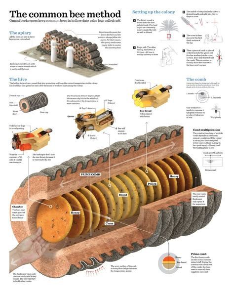 Bee Hotels, Carpenter Bee Trap, Bee Traps, Bee Hive Plans, Backyard Bee, Raising Bees, Carpenter Bee, Backyard Beekeeping, Honey Packaging