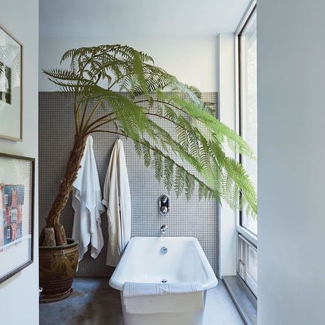 The Stem™️ on Instagram: “An Australian tree fern towering over a deep porcelain bath 😍  Ferns are one of the best plants for your bathroom as they love the humidity…” Australian Tree Fern, Interior Design Blogs, Australian Trees, Tree Fern, Elegant Interior Design, Interior Minimalista, Bathroom Plants, East Hampton, Bath Tub