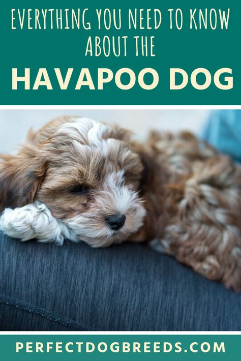 Havapoo Haircuts, Havamalt Dog Haircut, Maltipoo Vs Cavapoo, Blenheim Cavapoo, Havapoo Puppies, Cockapoo Training Tips, Poodle Mix Breeds, Puppy Facts, Cavachon Puppies