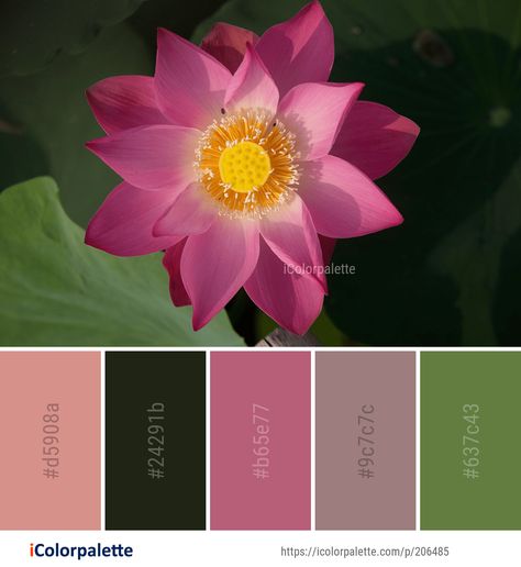 Color Palette ideas from 172 Lotus Images | iColorpalette Flora Color Palette, Lotus Mood Board, Lotus Flower Color Palette, Lotus Color Palette, Lotus Flower Colors, Lotus Image, Canvas Art Painting Abstract, Color Palette Ideas, Sacred Lotus