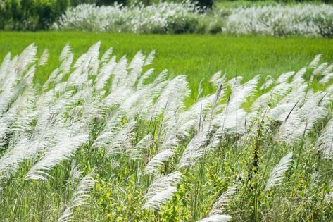 Kans grass , saccharum spontaneum in the... | Premium Photo #Freepik #photo #flower #tree #grass #leaves Floral Print Background, Watercolor Woman, Watercolor Flower Background, Images Design, Tropical Background, Hand Drawn Wedding, Grass Flower, Leaf Illustration, Garden Watercolor