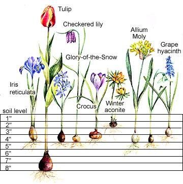 Tulips, daffodils, and hyacinths are a few of the most beautiful additions to a spring garden, and they have one thing in common: They originate from bulbs instead of seeds. Integrate their beauty into your garden with our fall bulb-planting guide. #gardening #bulbs #gardeningtips Fall Bulb Planting, Spring Blooming Flowers, Bulb Planting, Flowers Growing, Fall Bulbs, Different Types Of Flowers, Spring Flowering Bulbs, Garden Bulbs, Have Inspiration