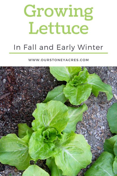 Growing Lettuce In Winter, Lettuce Planters, Planting Lettuce Seeds, When To Plant Lettuce, Lettuce Gardening, Romaine Lettuce Growing, Planting Lettuce, Grow Lettuce, Fall Crops