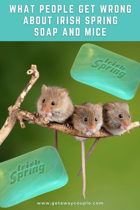 Mouse Deterant Mice Repellent, Mouse Deterrent Bags, Smells That Repel Mice, Plants That Repel Mice And Rats, What Repels Mice, How To Get Rid Of Mice In The Yard, Ways To Get Rid Of Mice, Best Way To Get Rid Of Mice, Natural Ways To Get Rid Of Mice