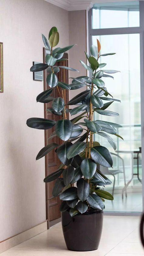 East Window Plants, Large Indoor Trees, Indoor Tree Plants, Rubber Plant Care, Best Indoor Trees, Growing Bonsai, Rubber Tree Plant, Low Maintenance Indoor Plants, Low Light House Plants