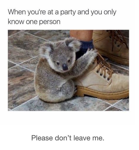 Koala Meme, Introvert Meme, Funny Koala, Laughing Funny, Best Funny Photos, Infp Personality, 9gag Funny, Introvert Humor, Meme Comics