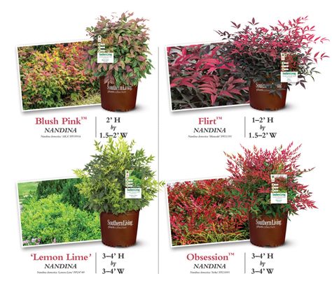 Lemon Lime Nandina, Best Potted Flowers, Low Maintenance Landscaping Front Yard, Southern Living Plants, Flower Garden Plans, Small Front Yard, Potted Flowers, Front Landscaping, Garden Shrubs