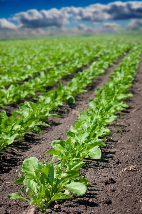 Beet Plant, Classroom Newsletter Template, Sugar Beet, Plant Images, Lines Pattern, Stock Photography Free, Country Life, Beets, Agriculture