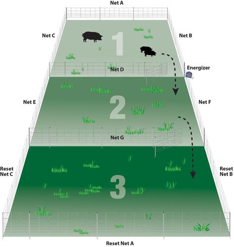 A seven net system for larger flocks. Horse Pasture Ideas, Pigs Farming Livestock, Rotational Grazing, Pastured Pigs, Kune Kune Pigs, Horse Pasture, Raising Pigs, Raising Farm Animals, Goat Care