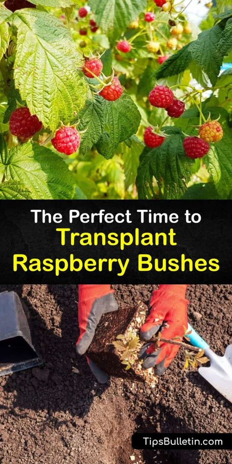 Transplant Raspberry Bushes, When To Transplant Raspberry Plants, Raspberry Fence Ideas, Transplanting Raspberry Plants, How To Prune Raspberry Bushes, Raspberry Bushes Landscape, Raspberry Bushes Care How To Grow, Berry Bushes Garden Ideas, Planting Raspberry Bushes