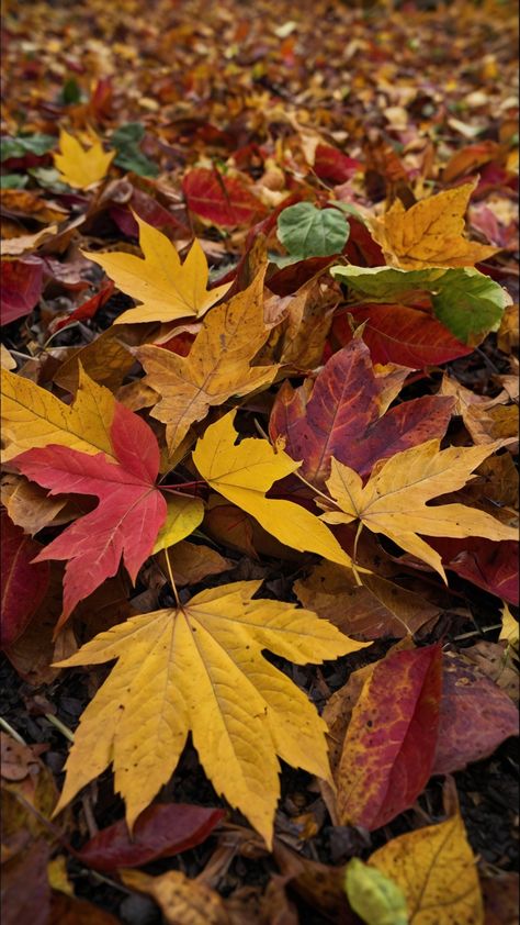 Vibrant mix of red, orange, and yellow leaves piled up in a playful heap, showcasing autumn colors and textures. Leaf Pile, Pile Of Leaves, Everyone Leaves, Nature Destinations, Steampunk Artwork, Leaf Photography, Autumn And Halloween, Fallen Leaves, Nature Play