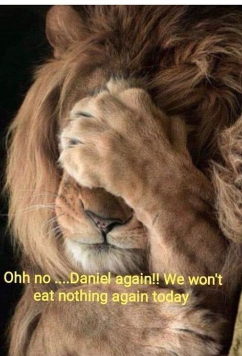 Jehovah's Witnesses Jokes, Jw Jokes, Funny Bible Verses, Jehovah's Witnesses Humor, Funny Christian Quotes, Encouraging Bible Quotes, Jw Humor, Lion Of Judah Jesus, Church Humor