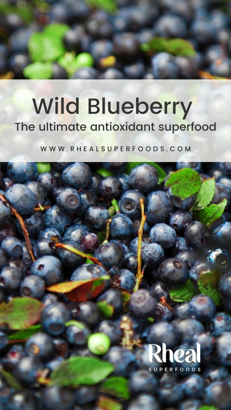 Are blueberries the best natural source of antioxidants? Everything you need to know about this amazing superfood. Anti Oxidant Foods, Ashwagandha Root, Organic Blueberries, Superfood Recipes, Maca Root, Wild Blueberries, Delicious Fruit, Food Source, Nutritional Supplements