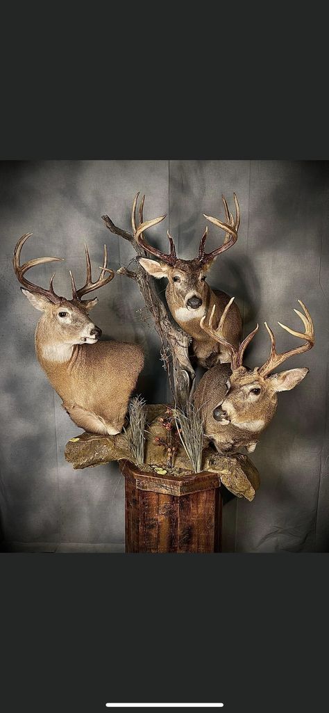 Taxidermy Decor, Deer Mounts, Trophy Rooms, Farmhouse Style House, Style House, Taxidermy, Antlers, Farmhouse Style, Man Cave