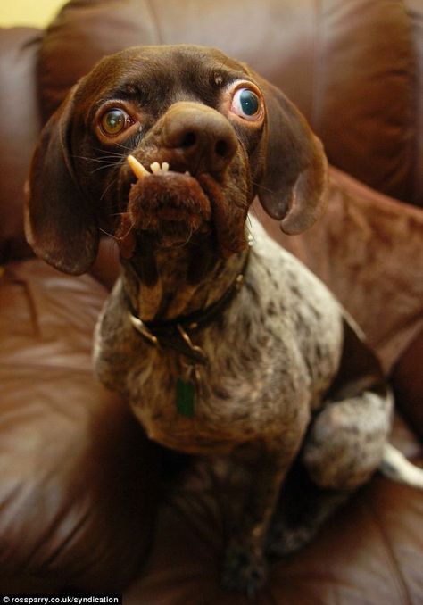 2010- In which the "Worlds Ugliest Dog" got a new home and happy life. I wonder how Ug is doing now? Ugly Dog Breeds, World Ugliest Dog, Ugly Animals, Ugly Dogs, Love My Dog, Funny Dog Pictures, Funny Bunnies, Funny Animal Pictures, 귀여운 동물