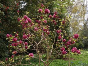 Genie Magnolia Tree, Magnolia Genie, Cornwall Garden, Small Zen Garden, Magnolia Stellata, Small Front Gardens, Garden Diary, Magnolia Tree, Tree Fern