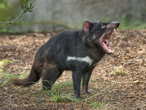 Devilish Yawn  #Tasmanian #Devil Australia Animals, Australian Wildlife, Interesting Animals, Tasmanian Devil, San Diego Zoo, Rare Animals, Australian Animals, Creature Feature, Animal References